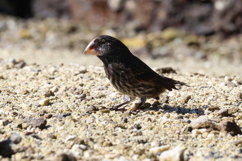 Large Ground Finch (Geospiza magnirostris)