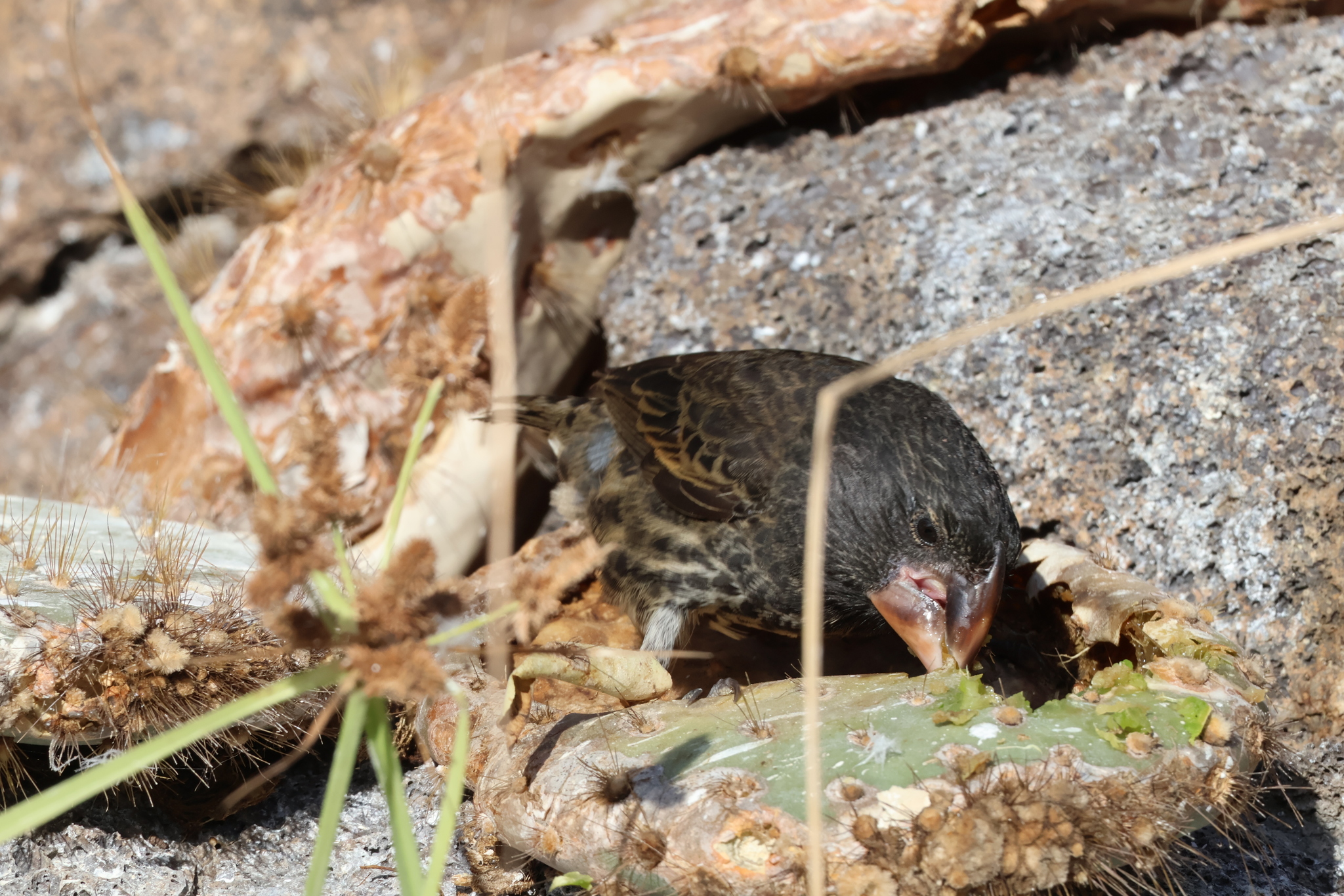 Large Ground Finch (Geospiza magnirostris), photo 2