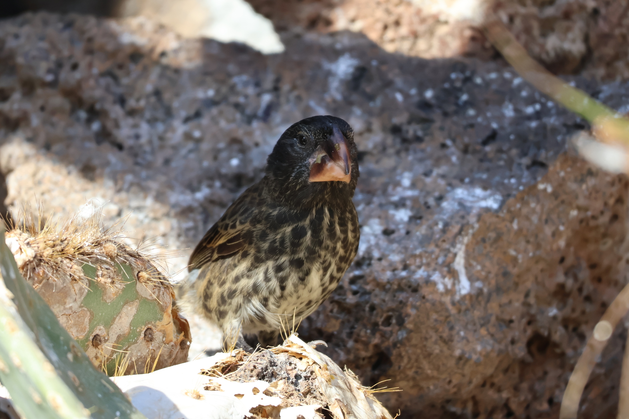 Large Ground Finch (Geospiza magnirostris), photo 10