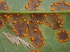 Chrysomyxa ilicina