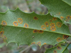 Chrysomyxa ilicina