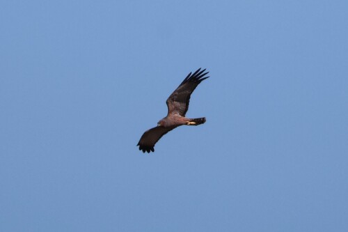 Spotted Harrier (Circus assimilis), photo 3
