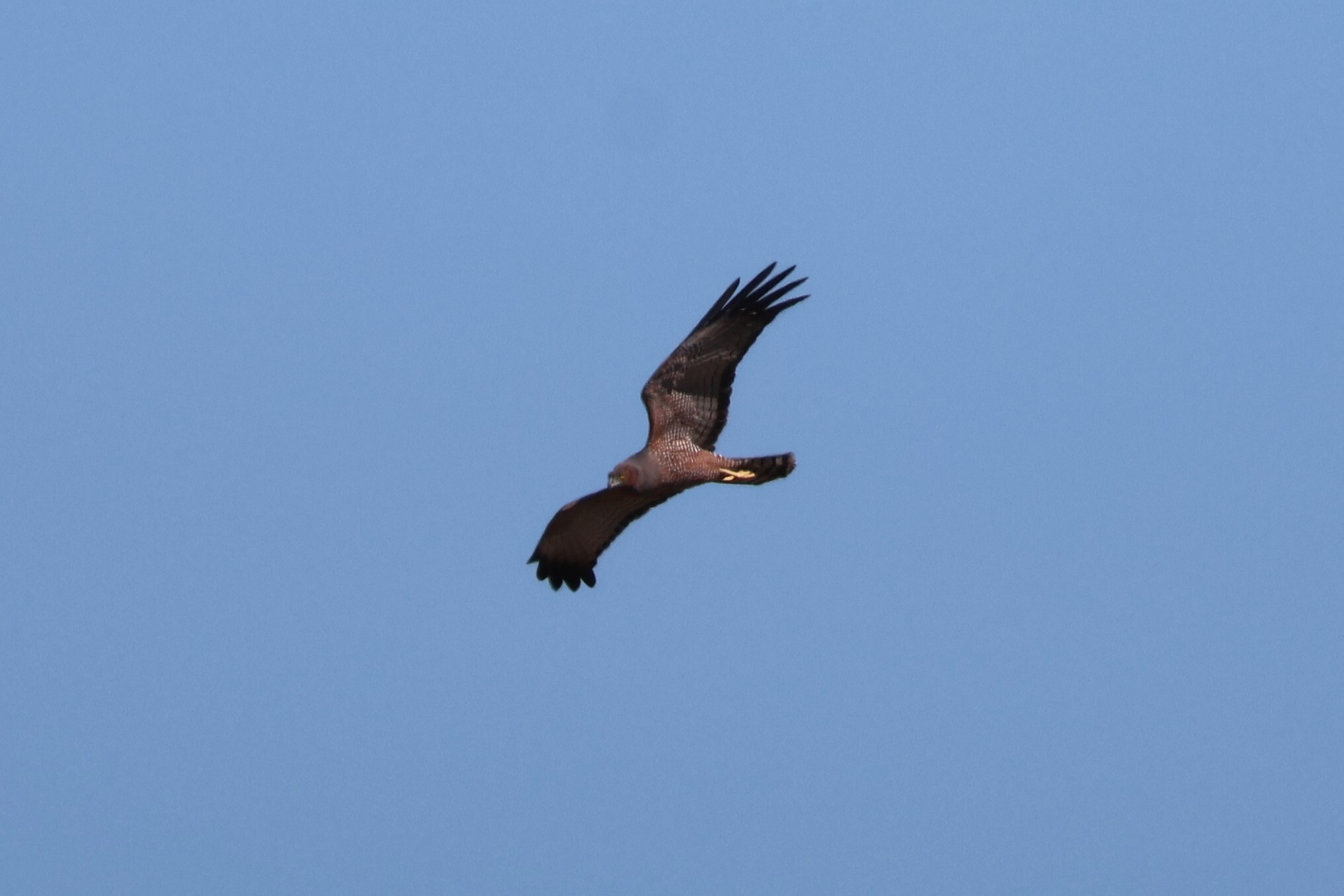 Spotted Harrier (Circus assimilis), photo 3