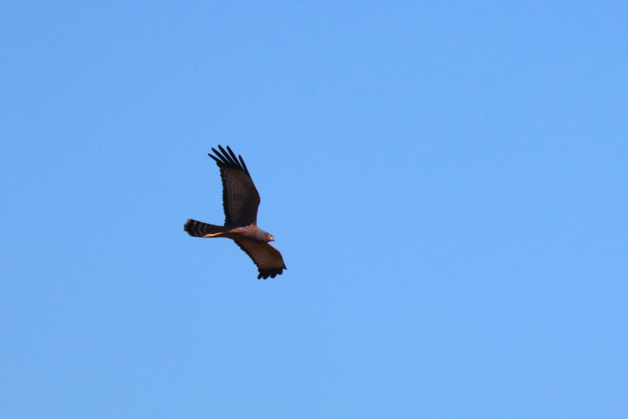 Spotted Harrier (Circus assimilis), photo 4