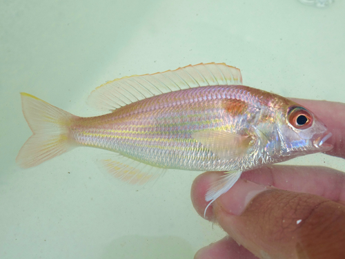 Bream (Nemipterus japonicus) — Nemipteridae — 3