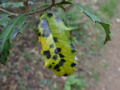 Chrysomyxa ilicina