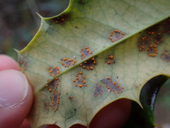 Chrysomyxa ilicina