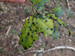 Chrysomyxa ilicina