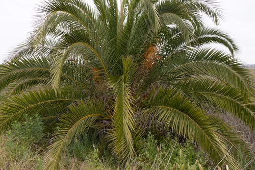 Canary Island Palm