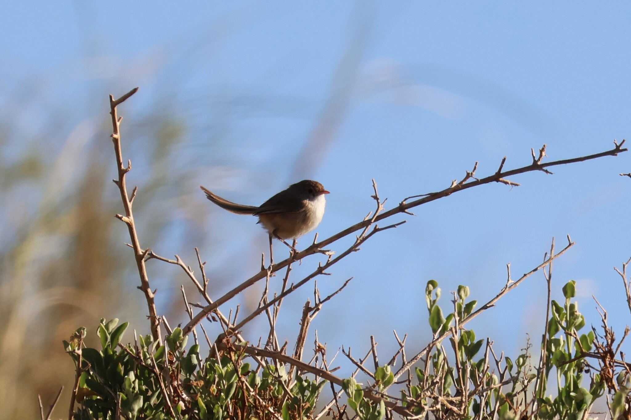 White-winged Fairywren (Malurus leucopterus), photo 6