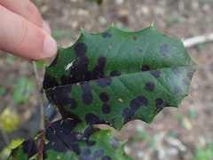 Chrysomyxa ilicina