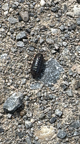 Common Pill Woodlouse