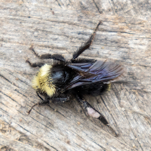 Gelbgesichtige Hummel