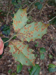 Chrysomyxa ilicina