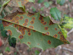 Chrysomyxa ilicina