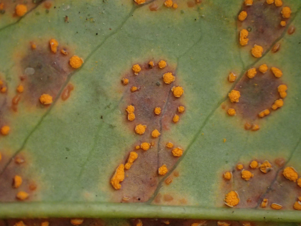 Chrysomyxa ilicina