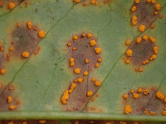 Chrysomyxa ilicina