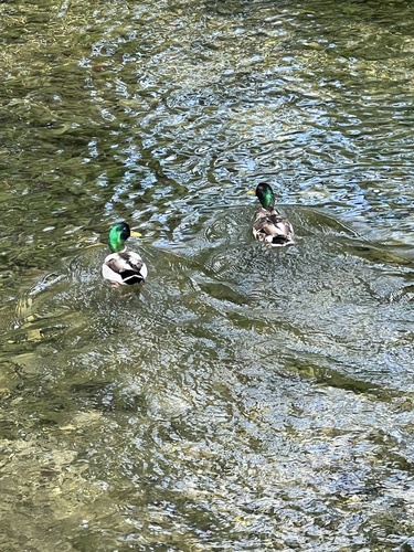 Mallard