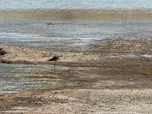 Black-winged Stilt
