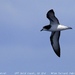 Gould's Petrel - Photo (c) Tom Tarrant, some rights reserved (CC BY-NC-SA)