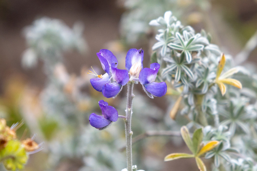 Silver Bush Lupine