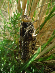 Prionotropis hystrix