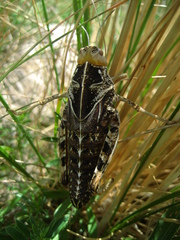 Prionotropis hystrix