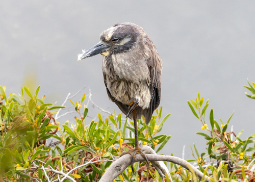 Yellow-crowned Night Heron