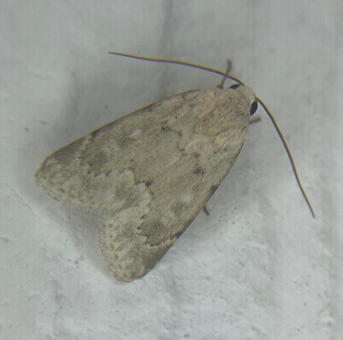 Leucocnemis perfundis