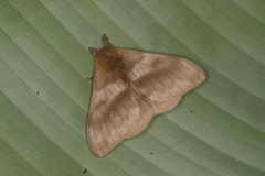 Hylesia continua