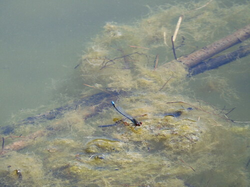 Small Red-eyed Damselfly