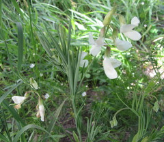 Lathyrus pannonicus collinus