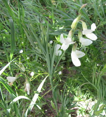Lathyrus pannonicus collinus