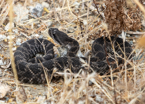 Western Rattlesnake