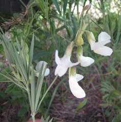 Lathyrus pannonicus collinus