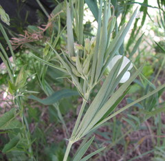 Lathyrus pannonicus collinus