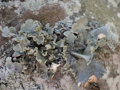 Parmotrema hypoleucinum