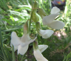 Lathyrus pannonicus collinus