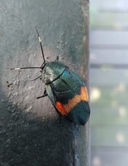 Eucorydia dasytoides