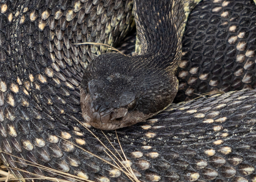 Western Rattlesnake