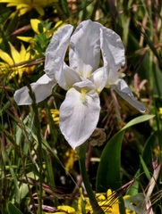Iris