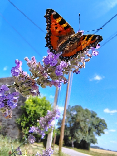 Small Tortoiseshell