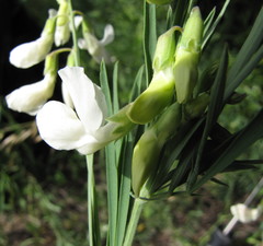 Lathyrus pannonicus collinus