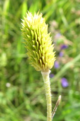 Ranunculus illyricus
