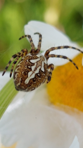 Oak Spider