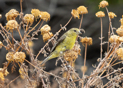 Lesser Goldfinch