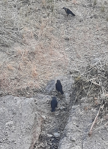 Eurasian Jackdaw