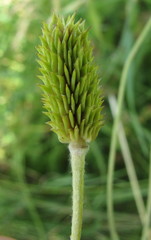 Ranunculus illyricus