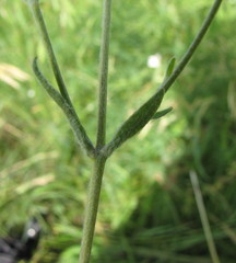 Ranunculus illyricus