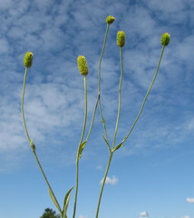 Ranunculus illyricus